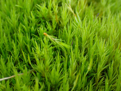 Dicranum howellii
