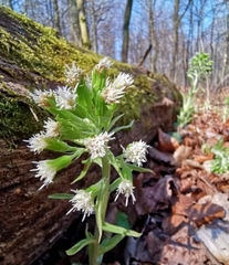 Petasites albus