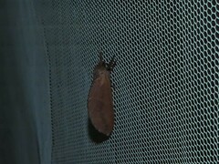 Elhamma australasiae