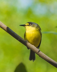 Todirostrum poliocephalum