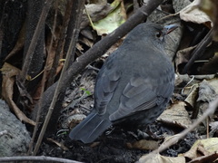 Turdus merula