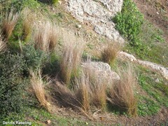 Rumex induratus
