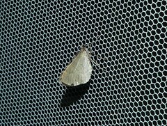 Chrysolarentia subrectaria