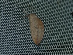 Elhamma australasiae