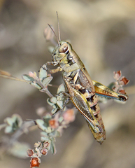 Melanoplus lakinus