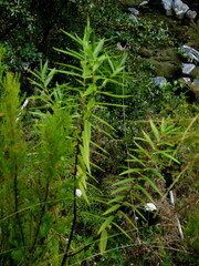 Veronica stricta stricta