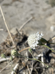 Chaenactis stevioides