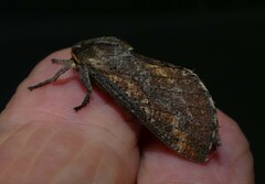 Elhamma australasiae