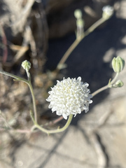 Chaenactis stevioides