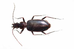 Platyninae