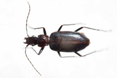 Platyninae
