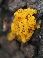 Dacrymycetaceae