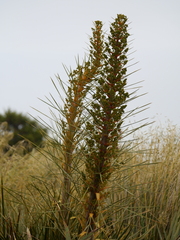 Aciphylla colensoi