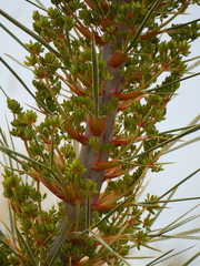 Aciphylla colensoi