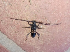 Phoracantha semipunctata