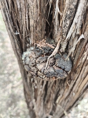 Pyrofomes juniperinus