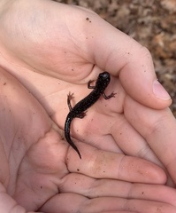 Plethodon chlorobryonis