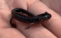 Plethodon chlorobryonis