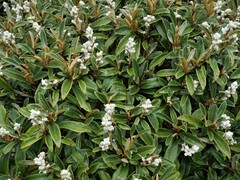 Brachyglottis elaeagnifolia