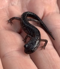 Plethodon chlorobryonis