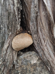 Pyrofomes juniperinus