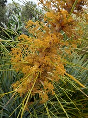 Aciphylla colensoi