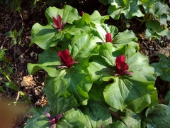 Trillium