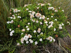Pimelea buxifolia