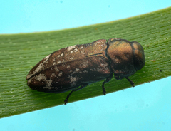 Diphucrania