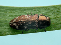 Diphucrania