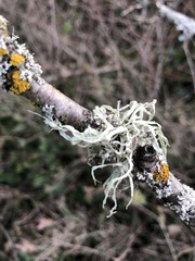 Ramalina subleptocarpha