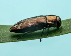 Diphucrania