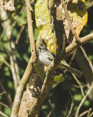 Myiopagis caniceps