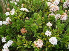 Pimelea buxifolia