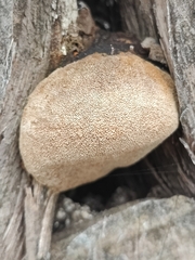 Pyrofomes juniperinus