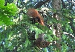 Sciurus vulgaris