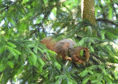 Sciurus vulgaris