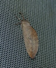 Elhamma australasiae