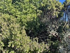 Arctostaphylos sensitiva