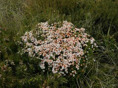 Pimelea buxifolia