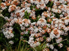 Pimelea buxifolia
