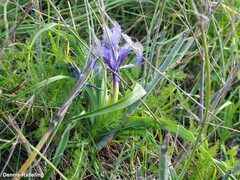 Iris planifolia