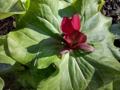 Trillium