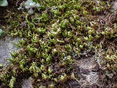 Homalothecium aureum