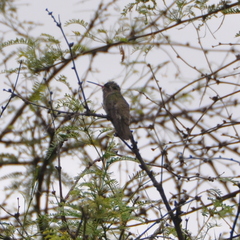 Phaeoptila sordida