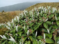 Macrolearia colensoi