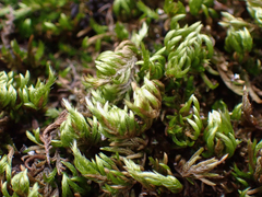 Homalothecium aureum