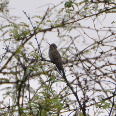 Phaeoptila sordida