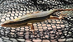 Trachylepis quinquetaeniata