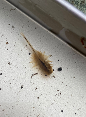 Branchinecta cornigera